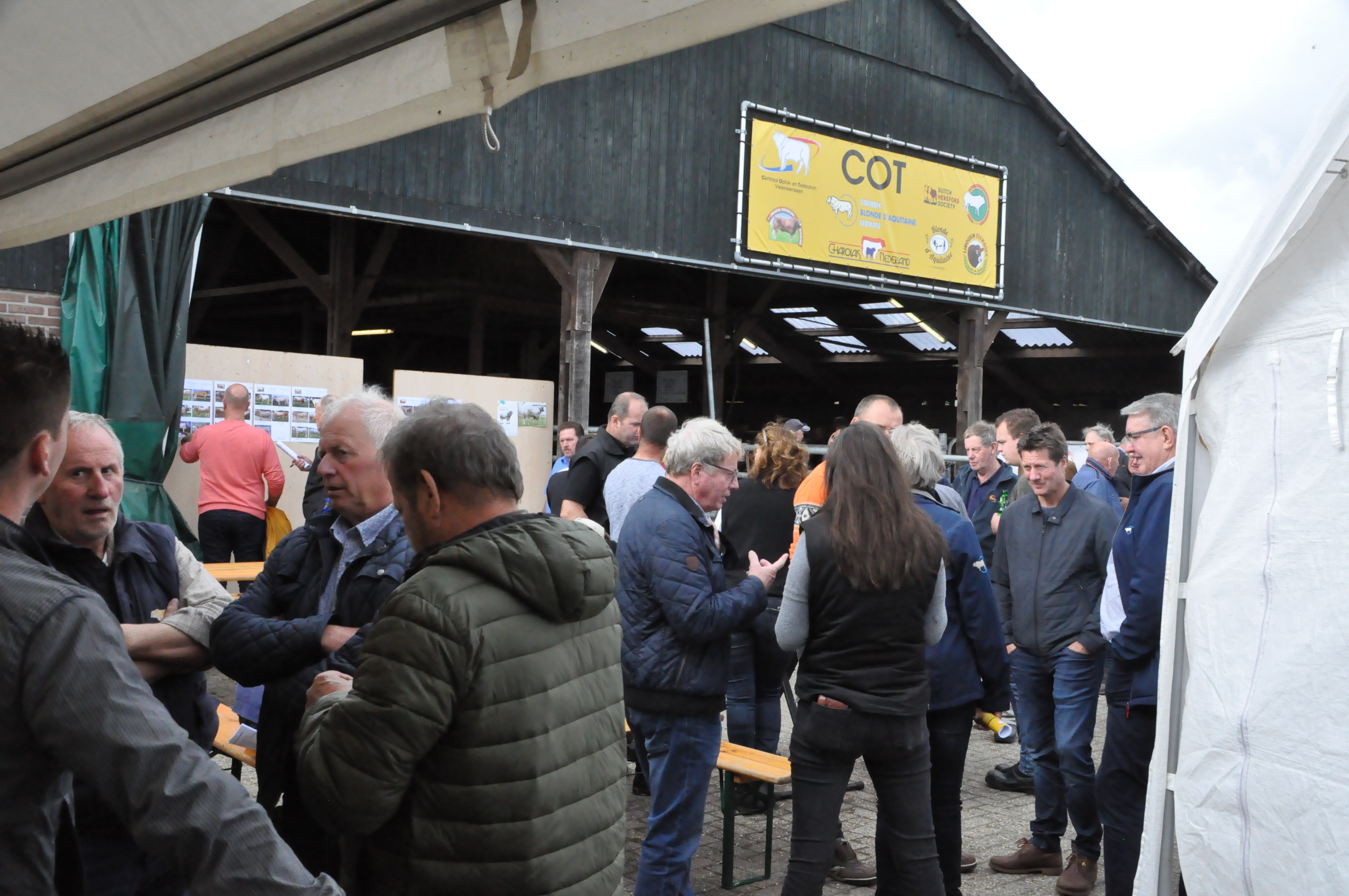 Stieren COT in Laren