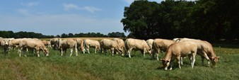 Leusman groep