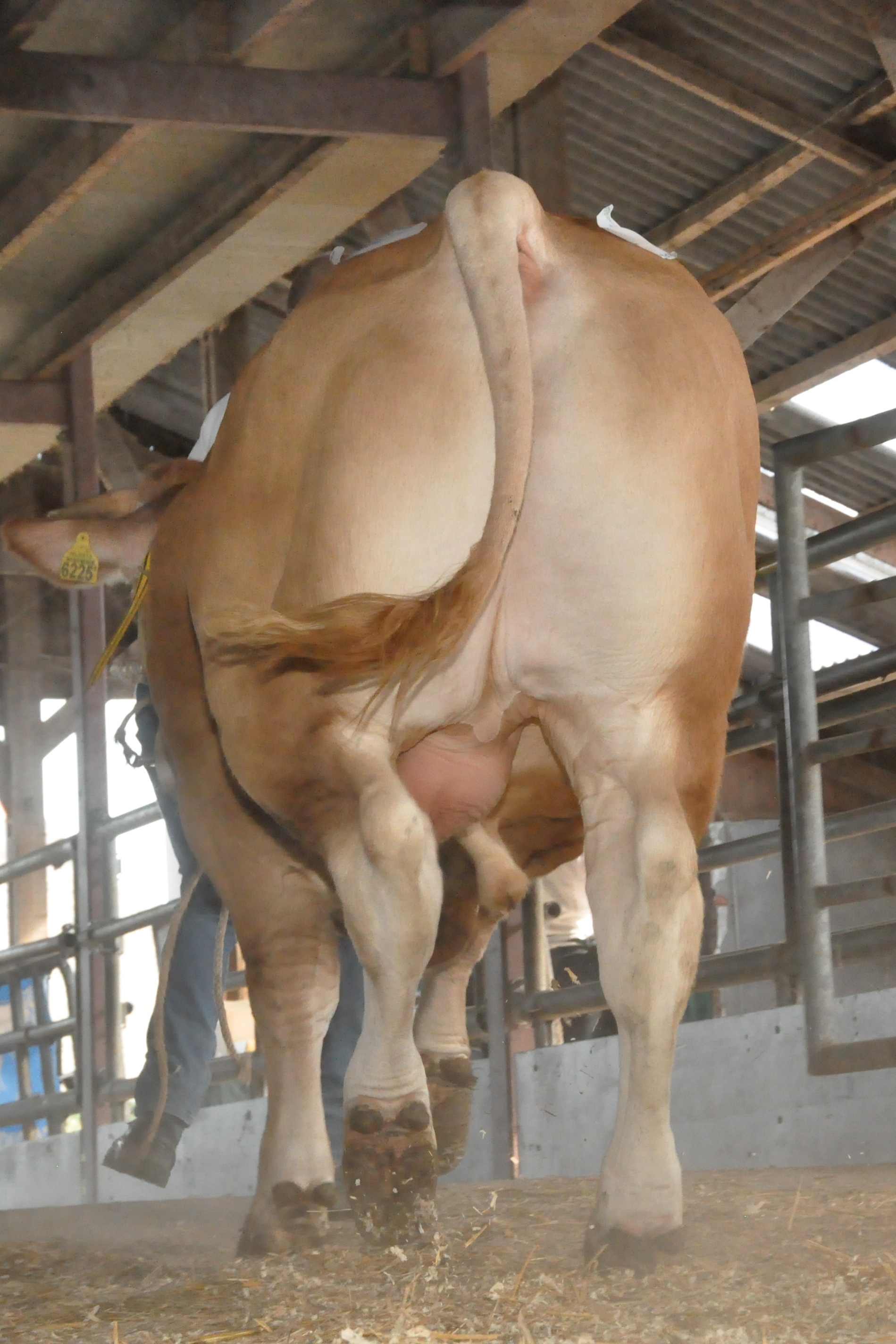 De BAC-stieren in het nieuws