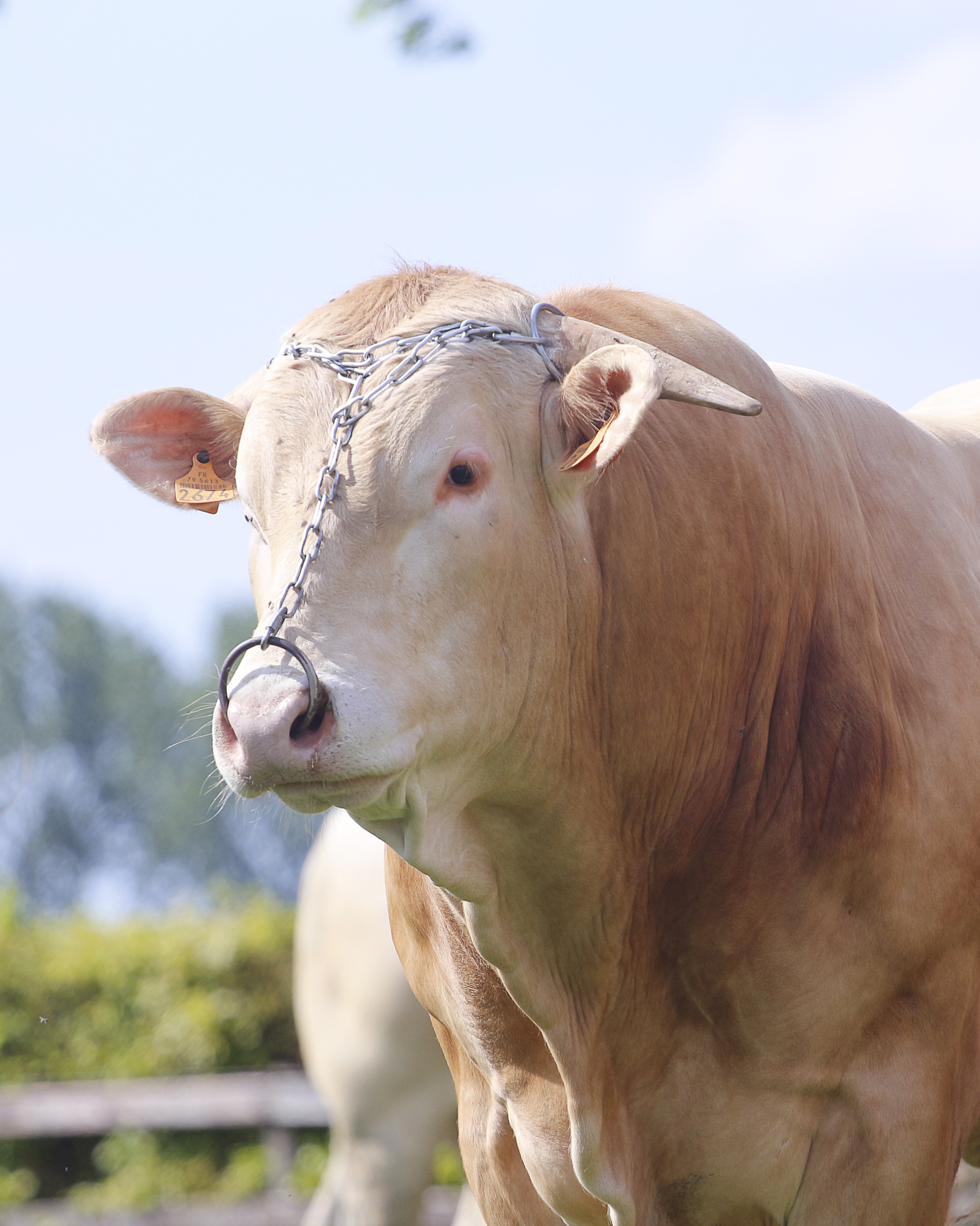 IBOVAL cijfers Franse stieren
