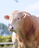 Indexen stier