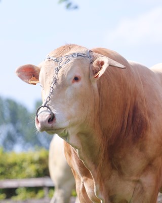 Indexen stier