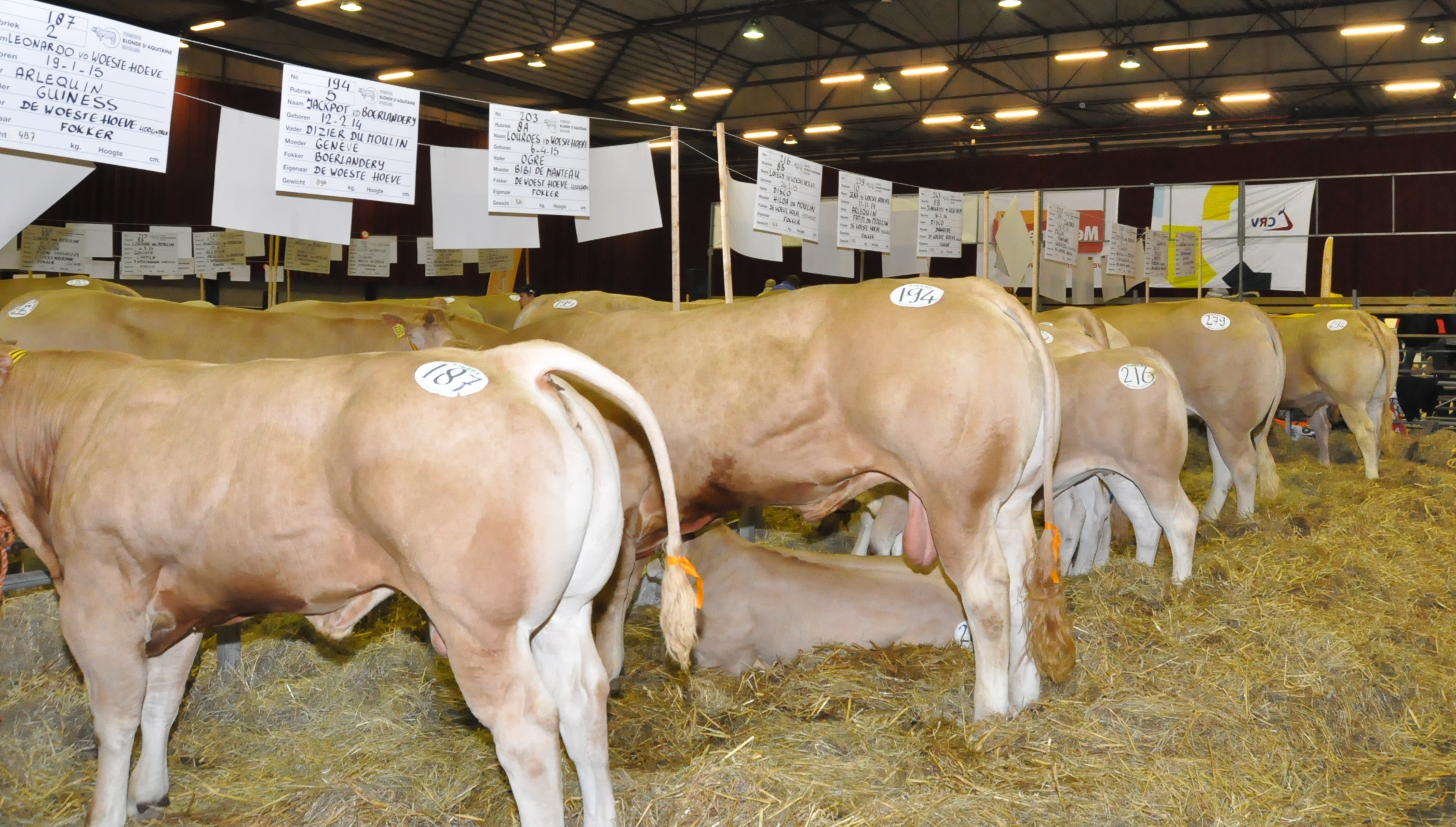 Topdieren naar de NVM