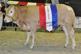Zwolle Pistard
