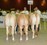 Nak. Jackpot vd Boerl_