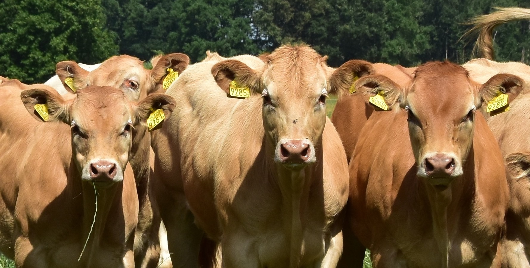 Namen van de kalveren in 2020