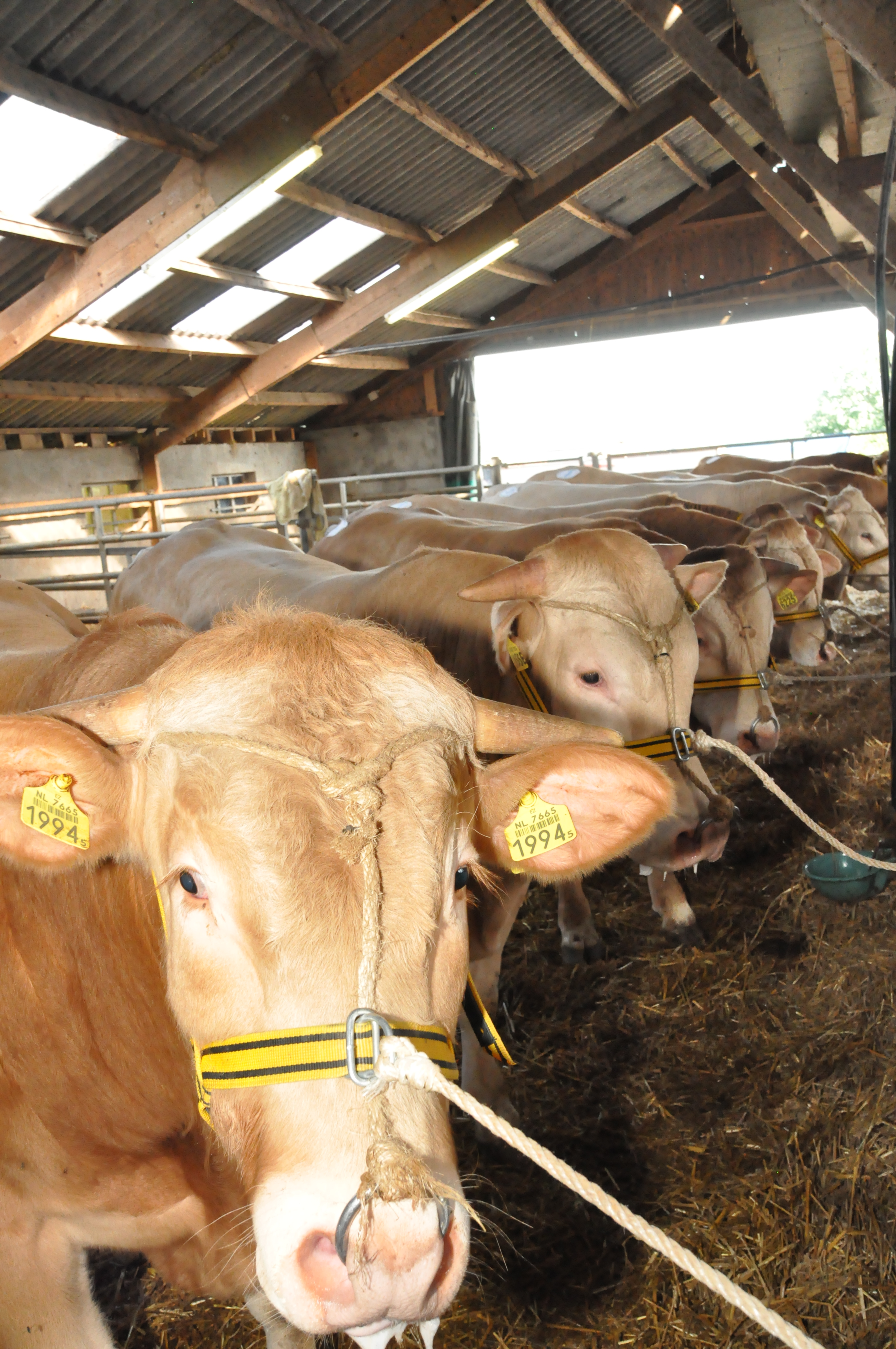 Stambomen veilingstieren