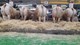 veiling dieren 2