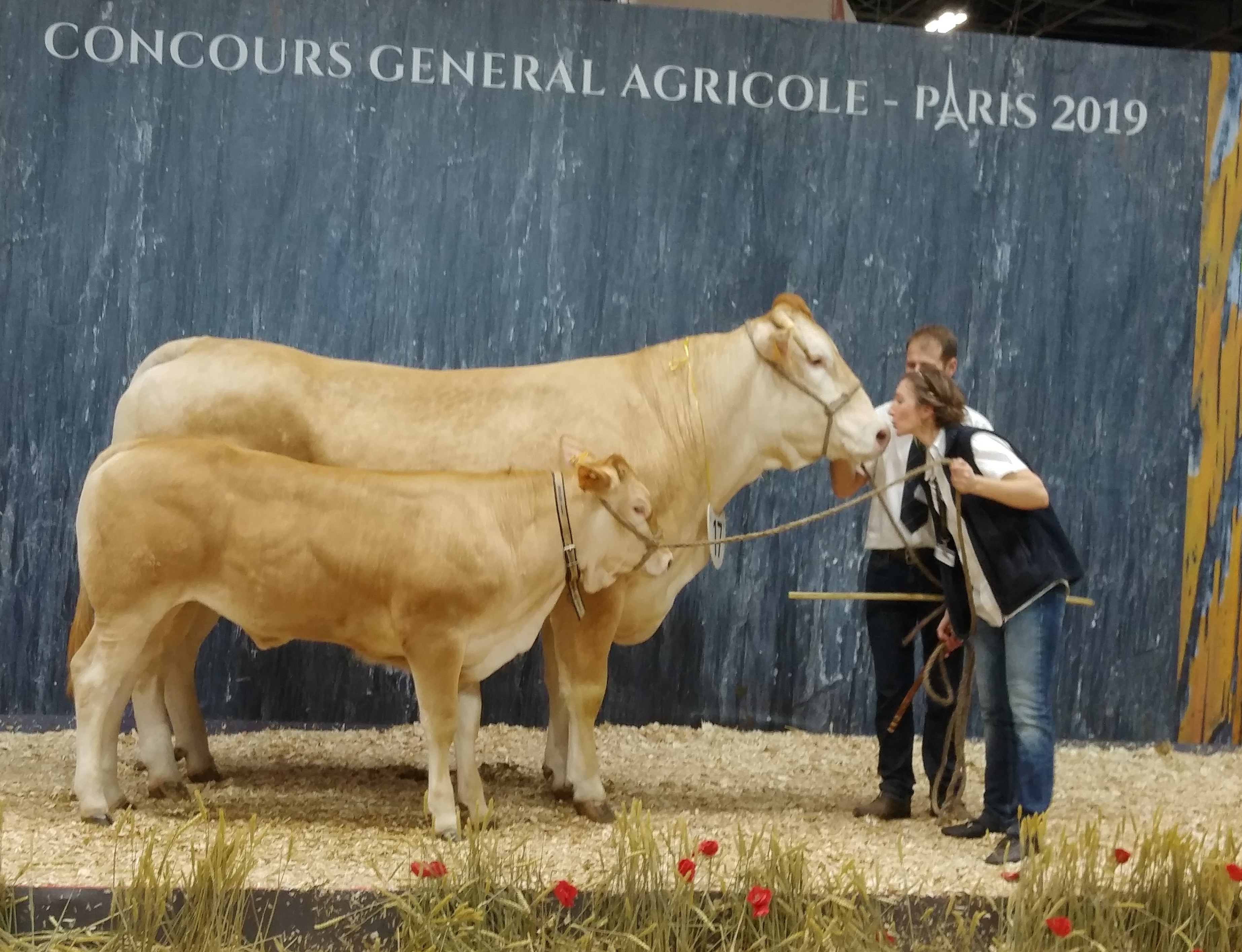 Blonde d'Aquitaine keuring op de SIA lIVE 