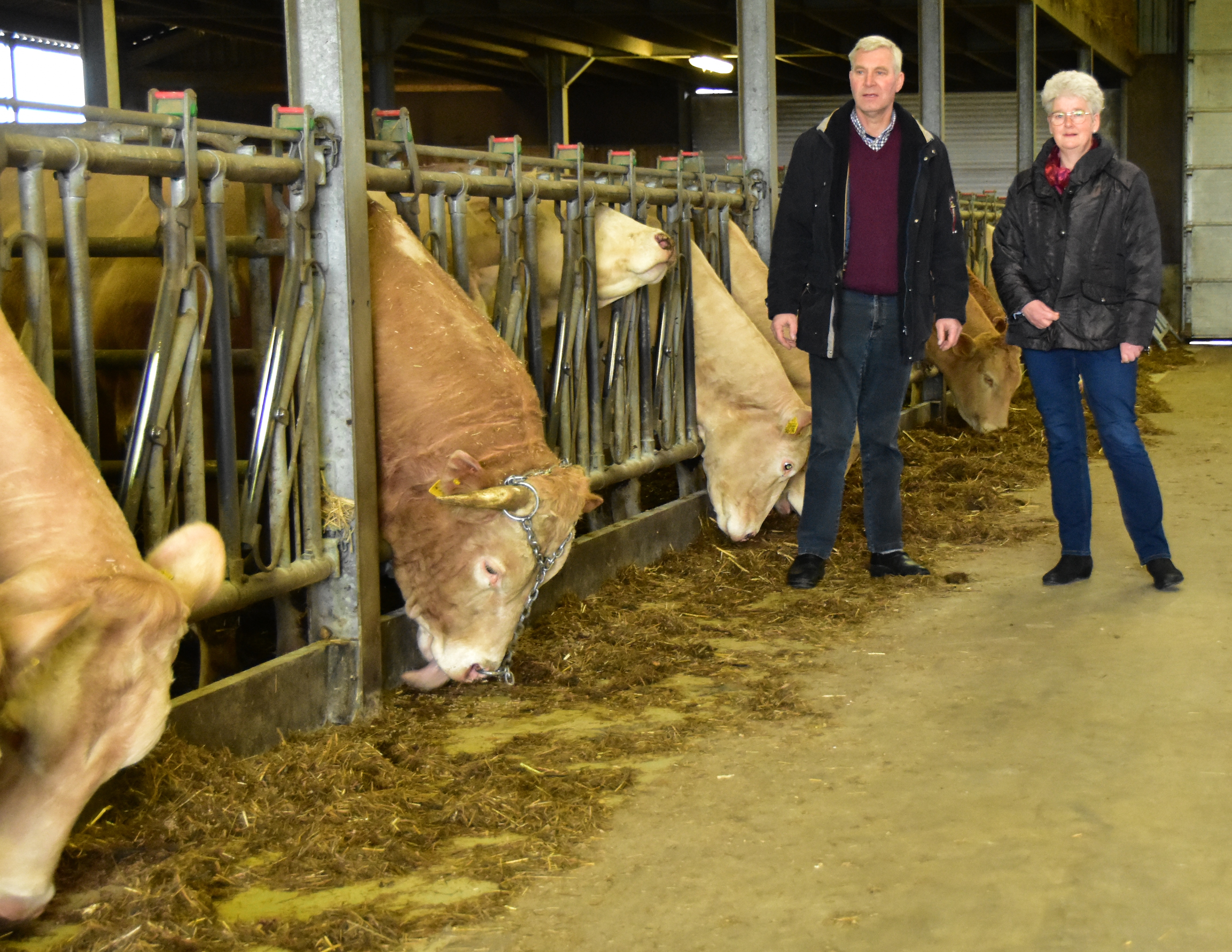 Goede stieren zorgen voor progressie