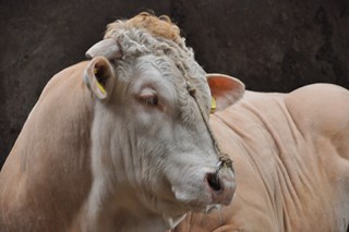 stier COT