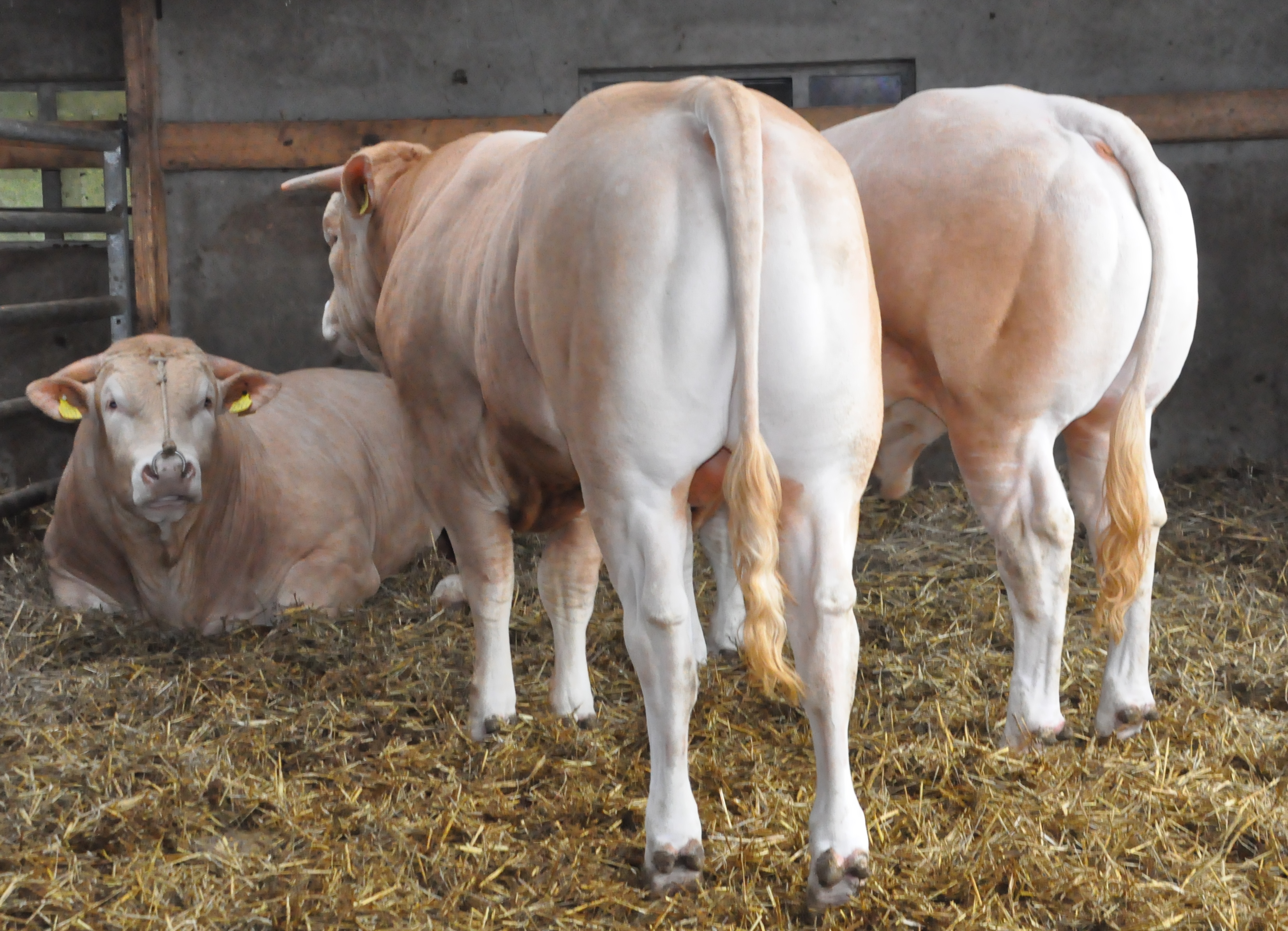 Video veilingstieren online