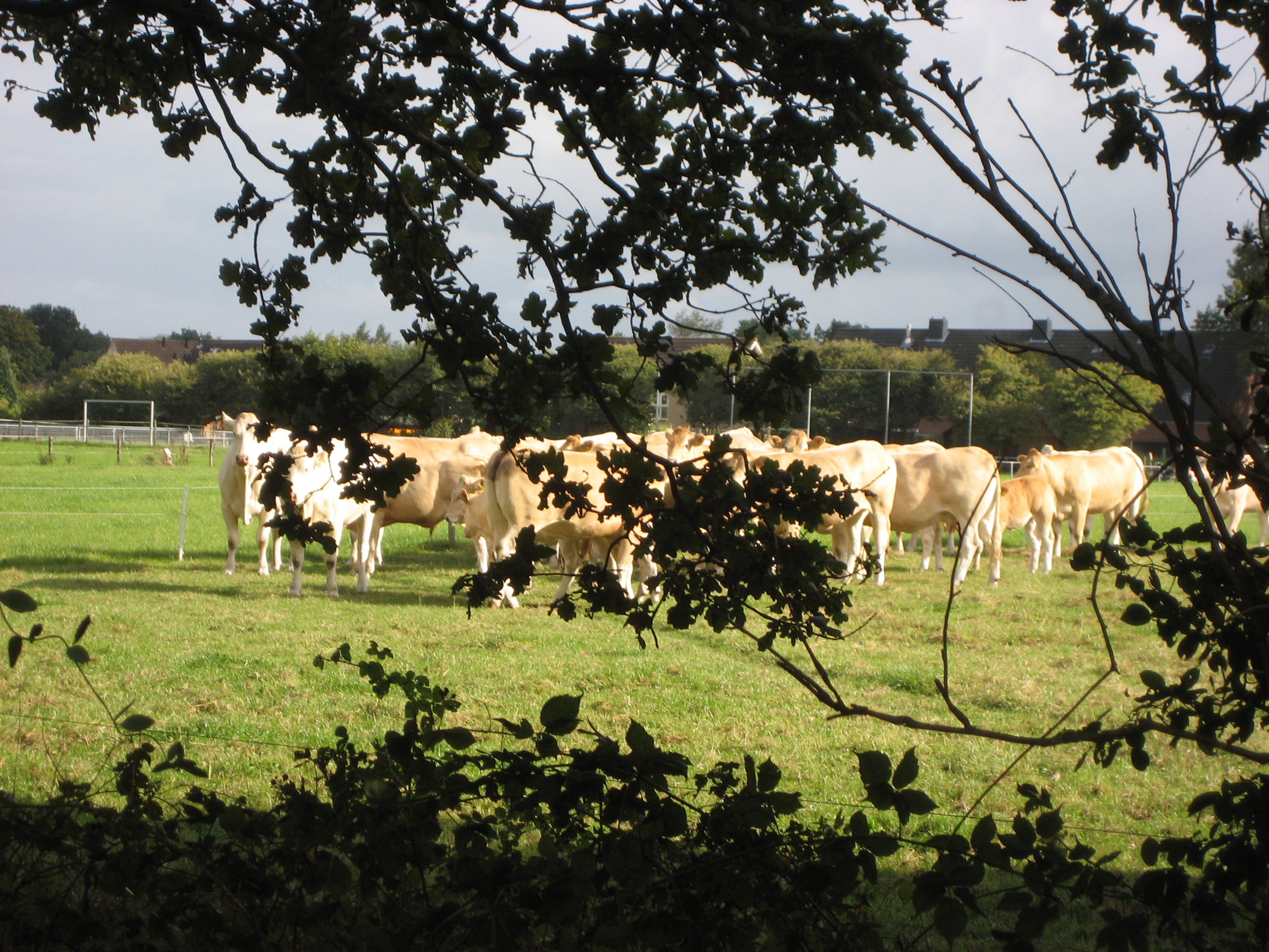 Voorlopig geen bedrijfsinspecties