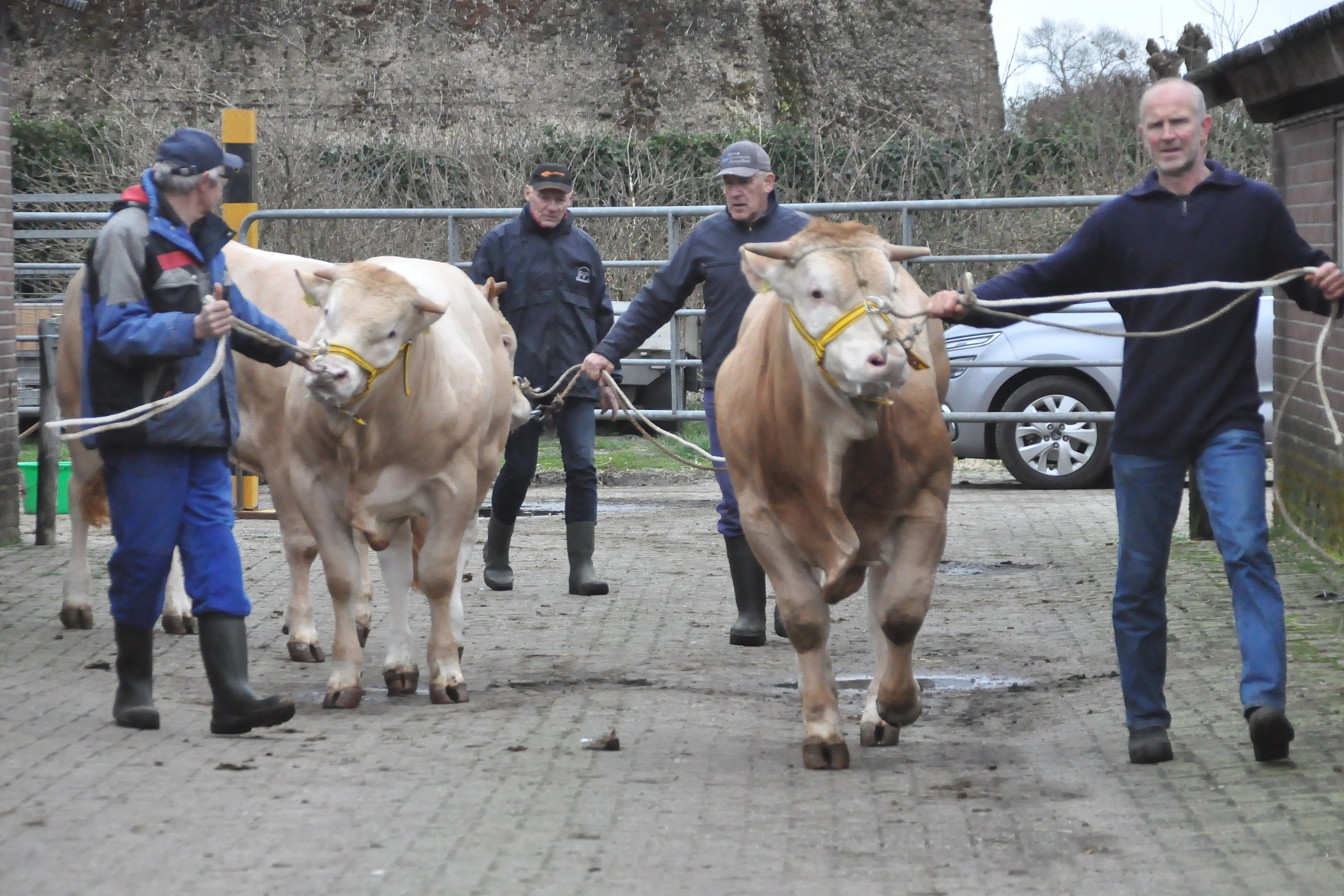 BAC-veilingstieren op het COT