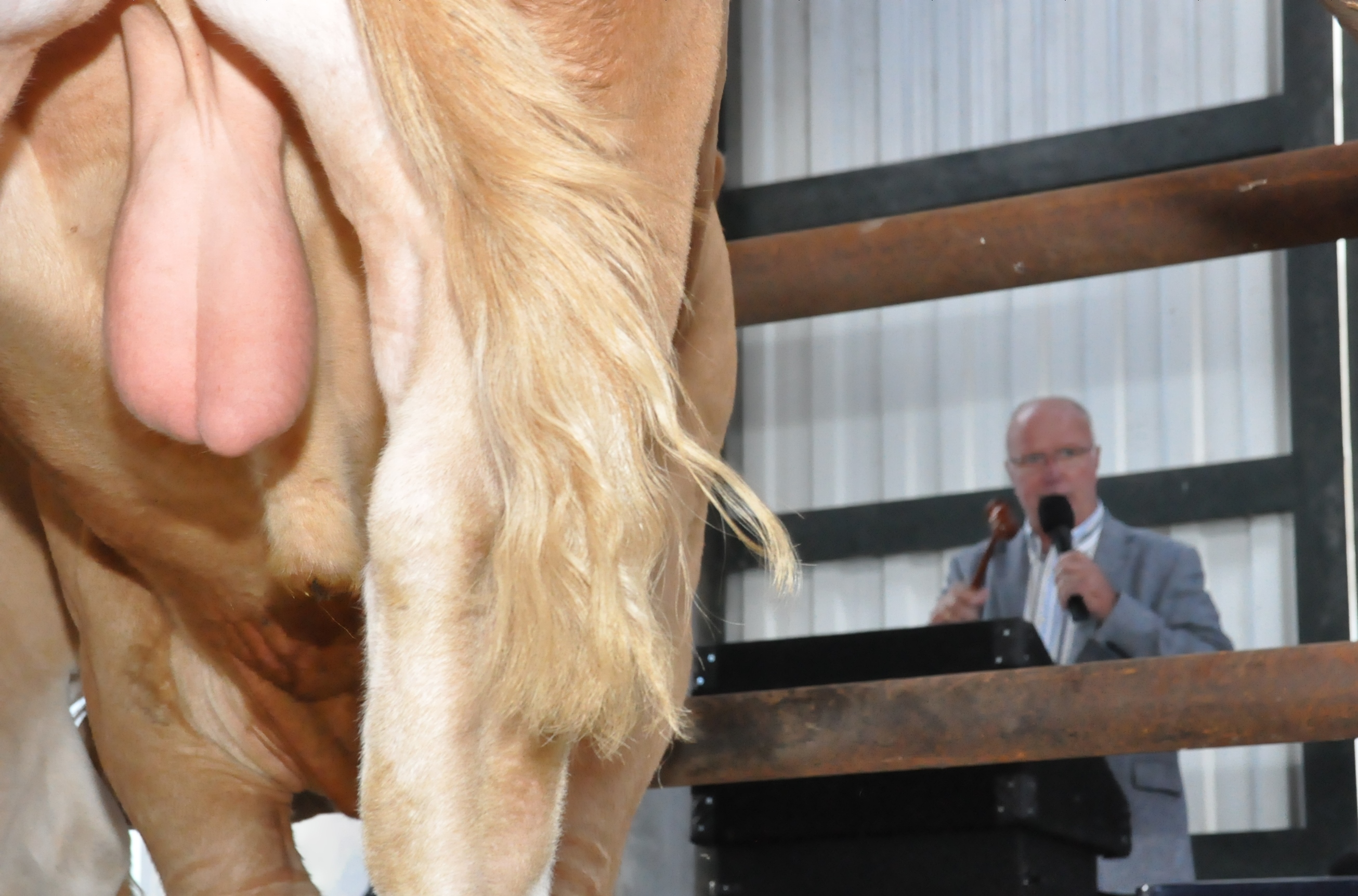 BAC-fokstieren worden geveild op veeveiling.nl