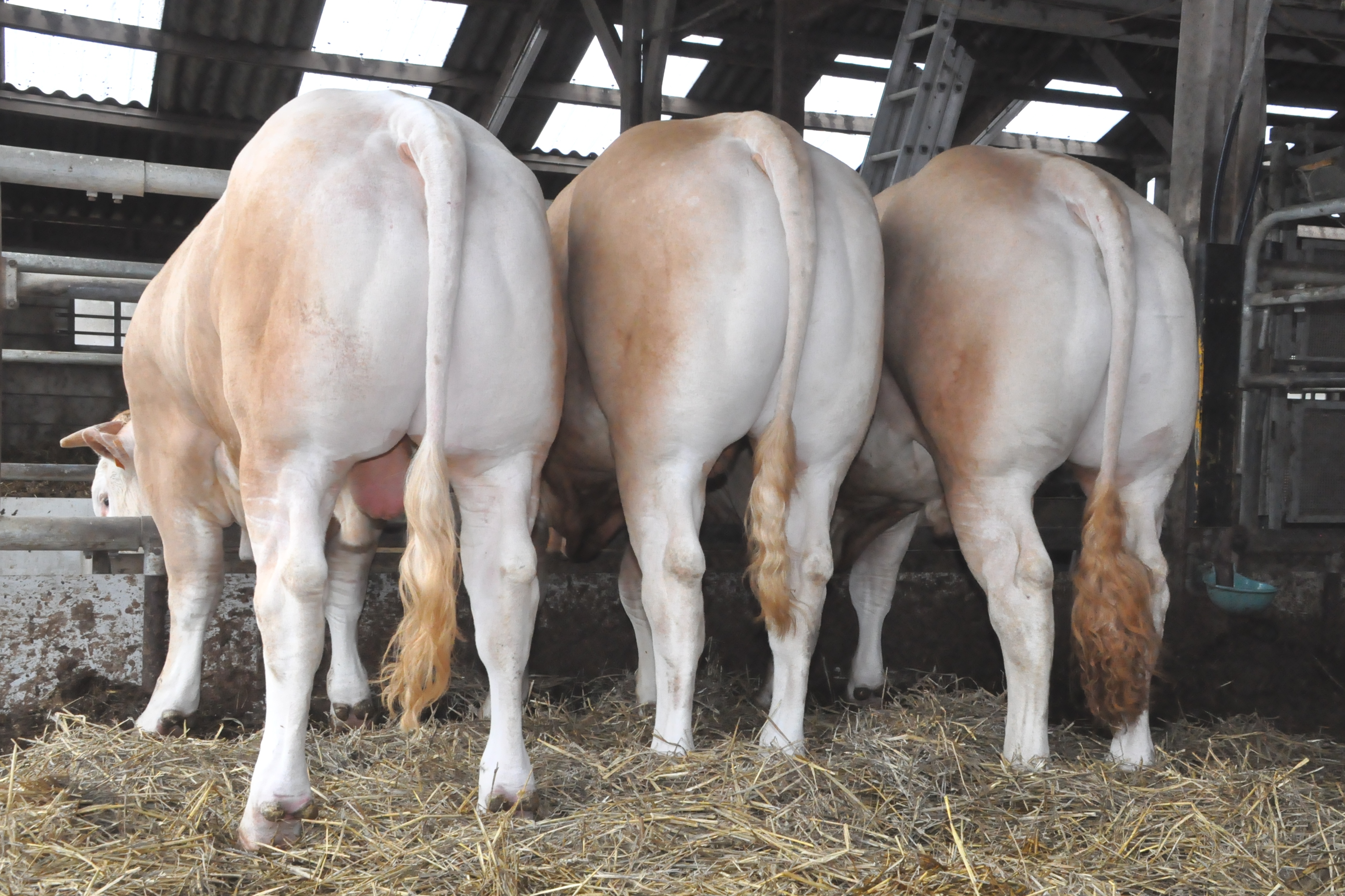 Een stier van het COT daar fòkt u mee!