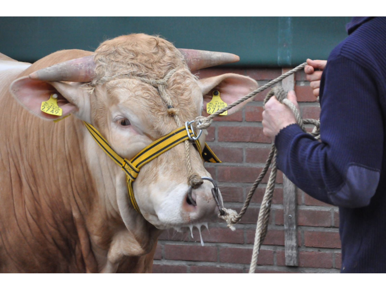 Een stier van het COT daar fòkt u mee! Blonde