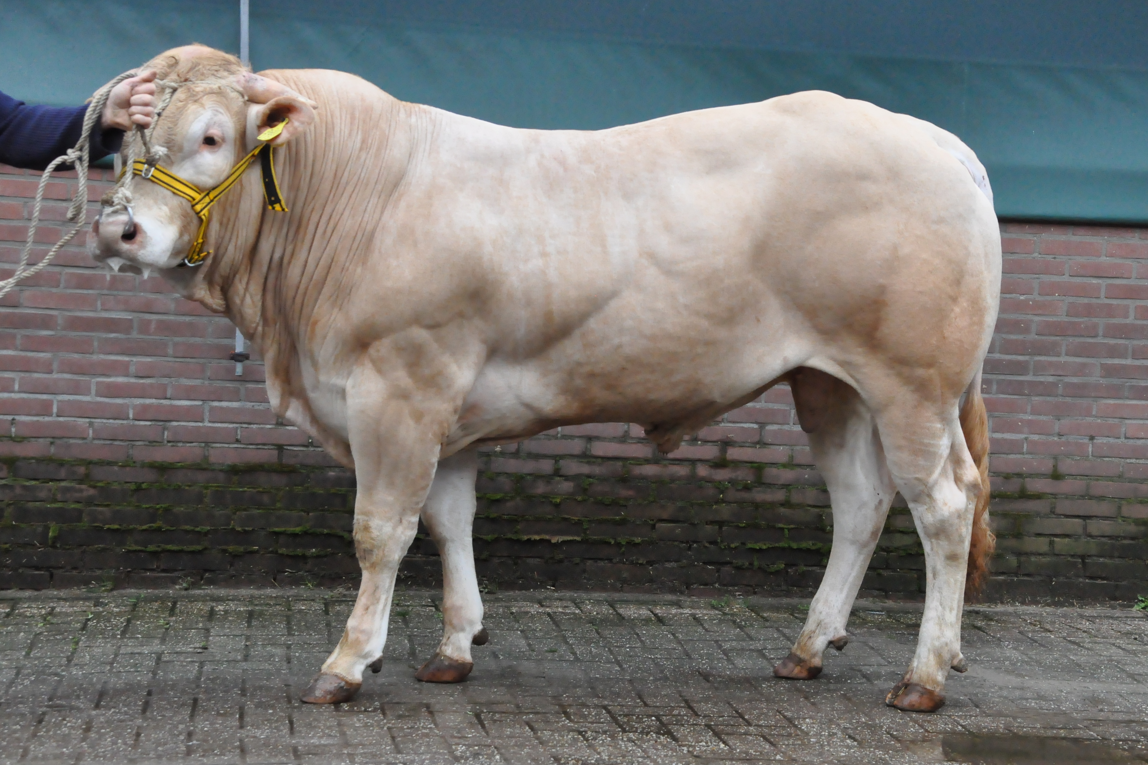 BAC Opium veilingtopper ONLINE veiling