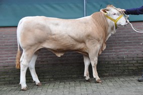 BAC Playboy vd Woeste Hoeve