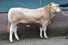 BAC Playboy vd Woeste Hoeve