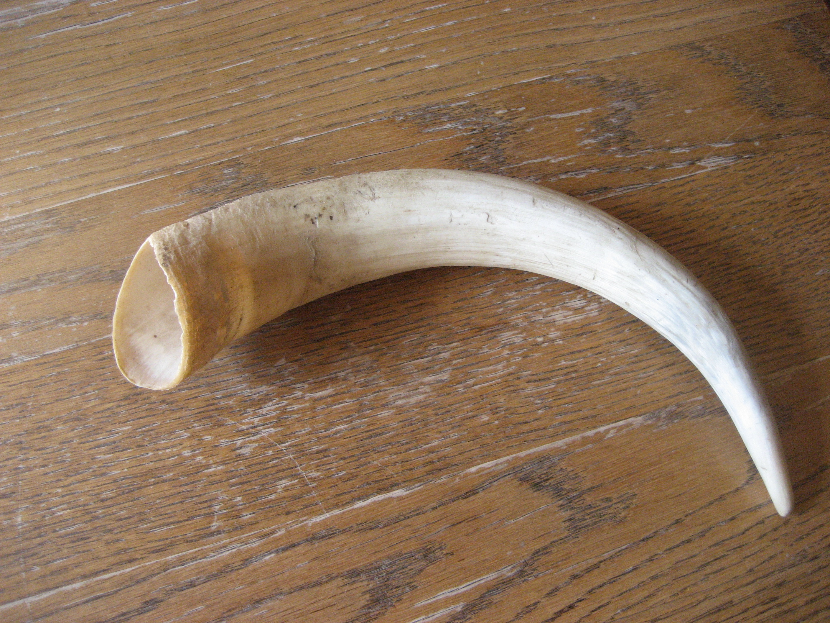 Horens, wat moet je er mee?