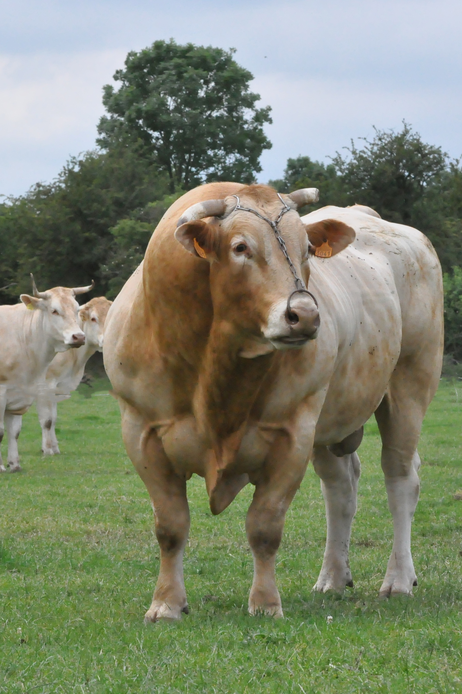 Dekstier als topsporter