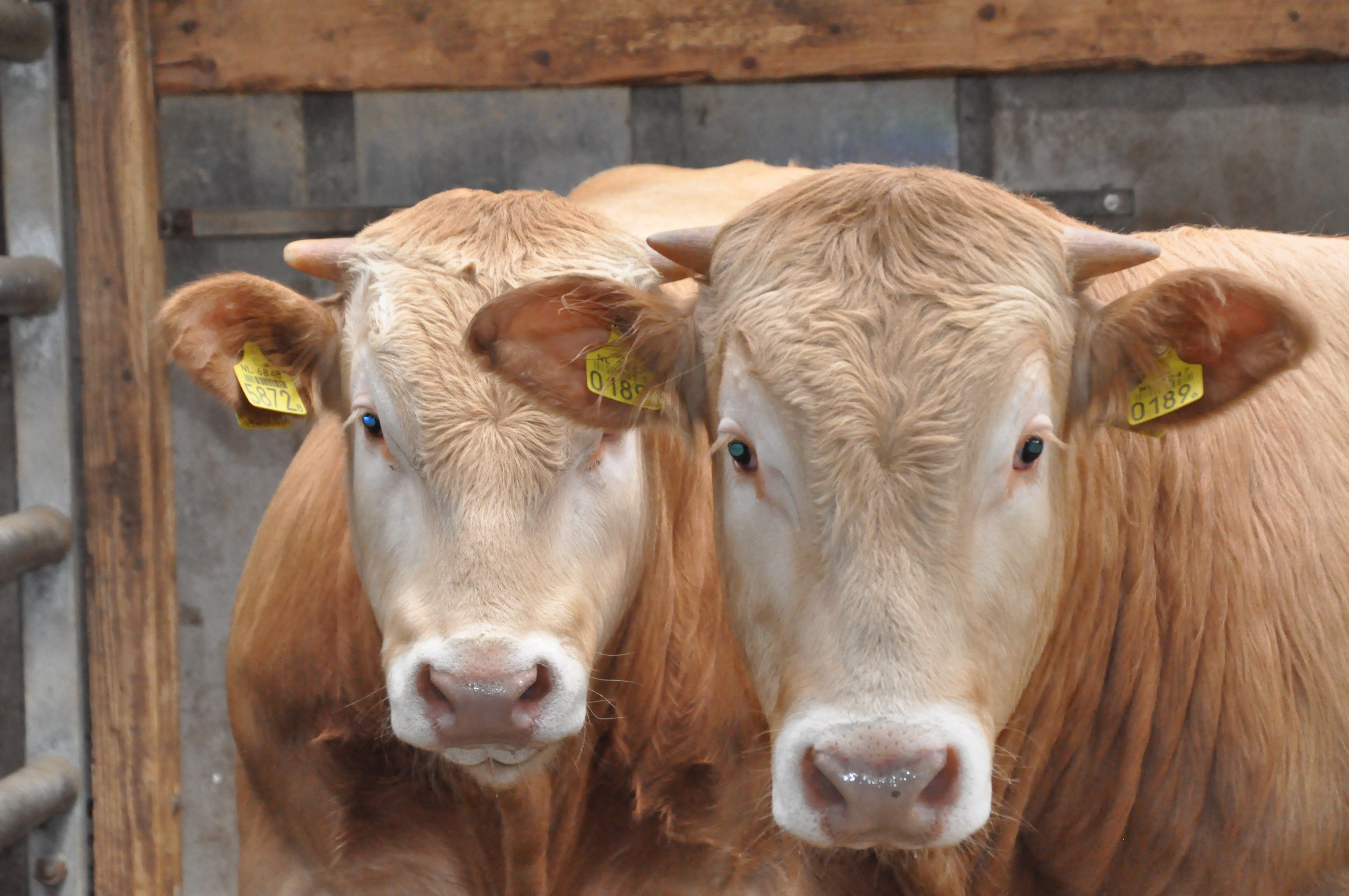 De nieuwe lichting op het COT
