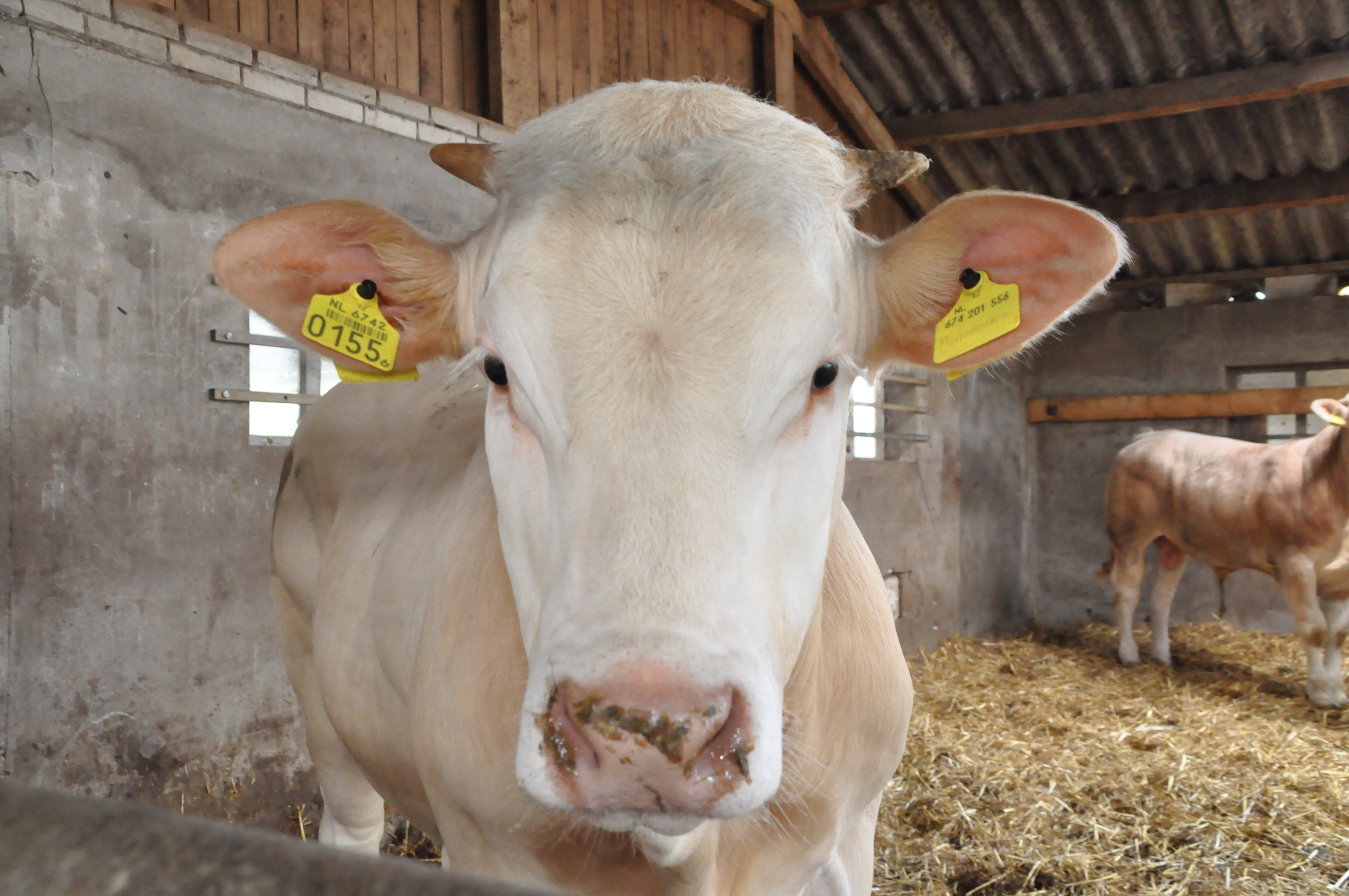 Stambomen stieren COT online
