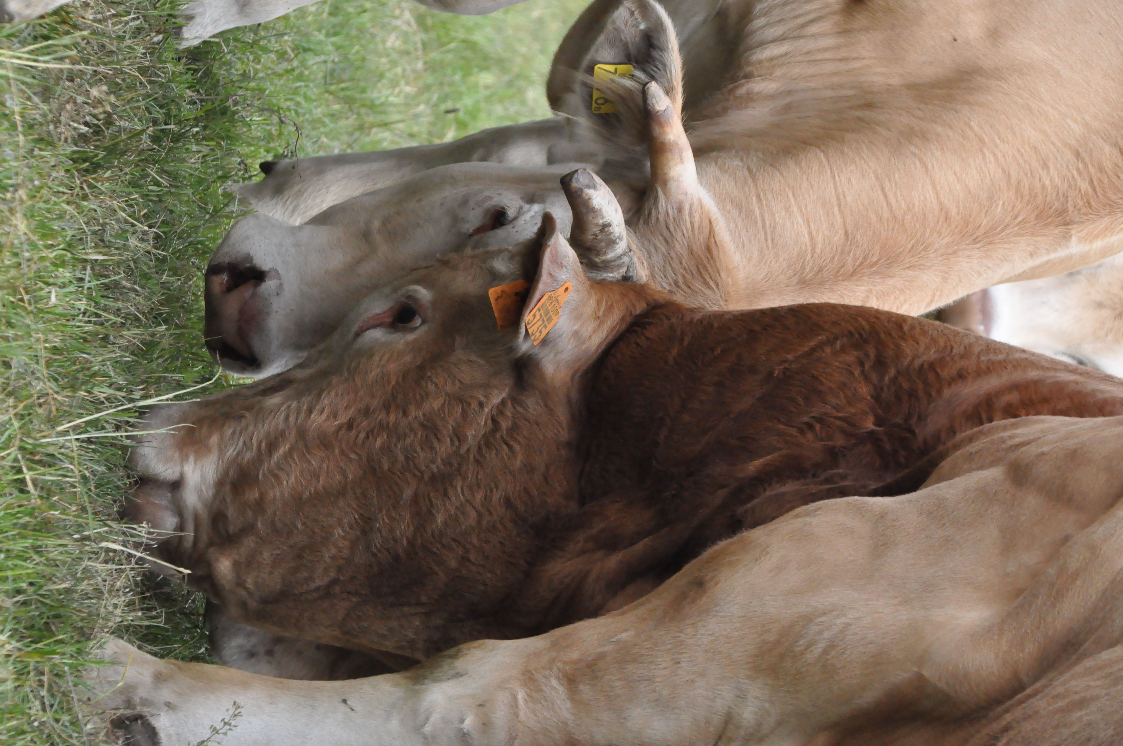 Aanpassing in fokwaardeschatting