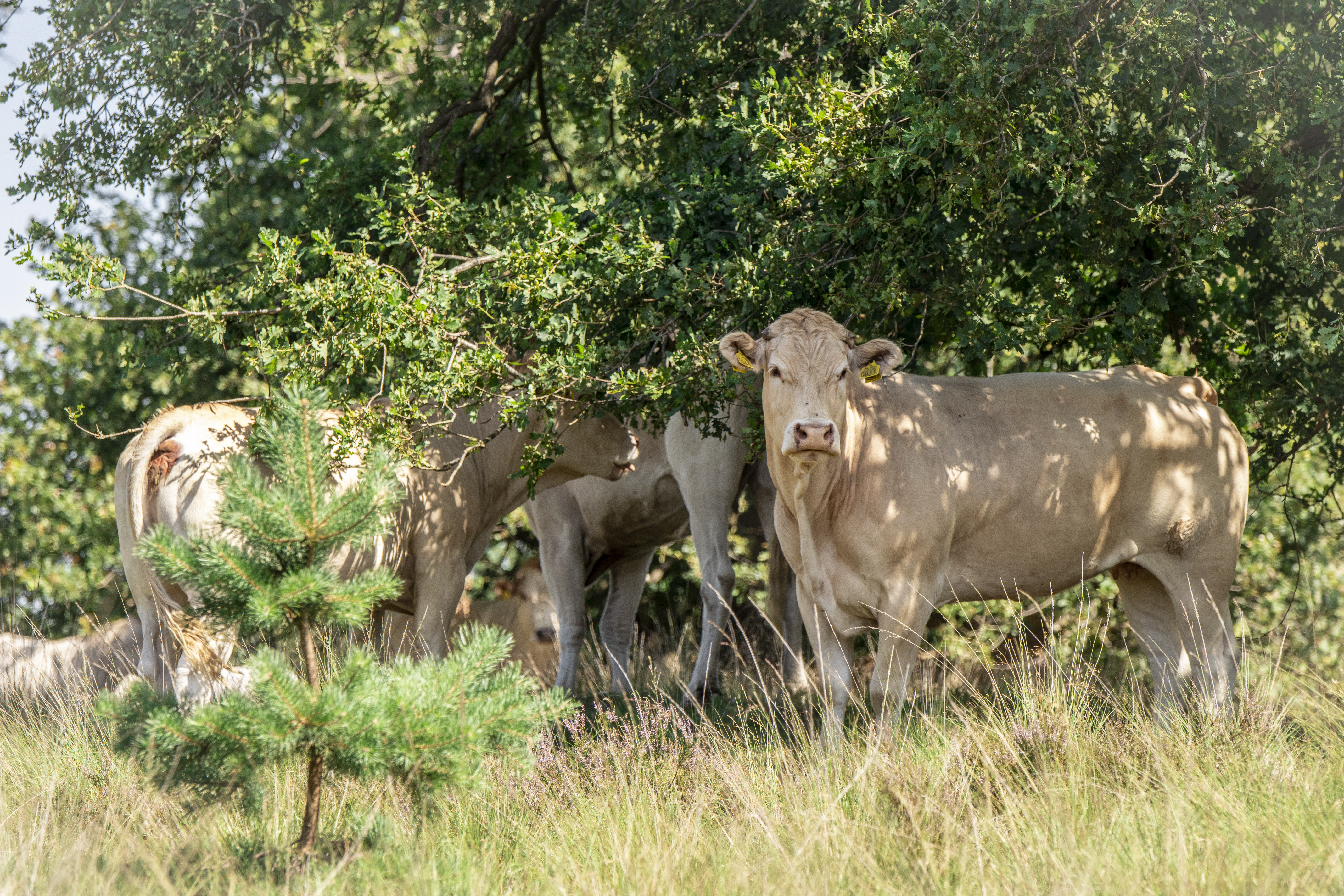 Veelzijdigheid troef op florerend biologisch bedrijf