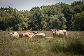 Oomen natuurgebied