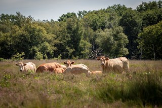 Oomen natuurgebied