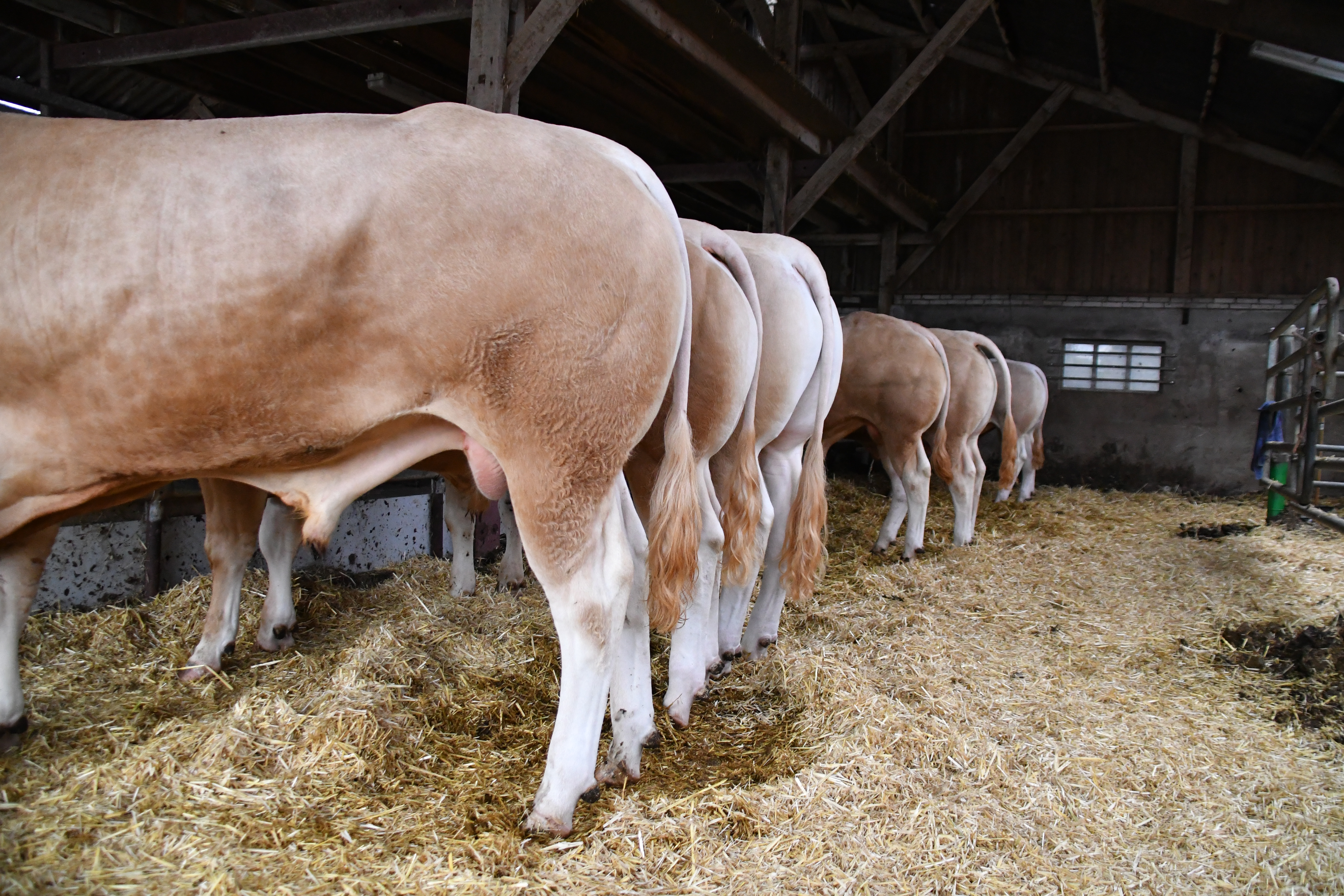 Exterieurscores BAC-stieren bekend