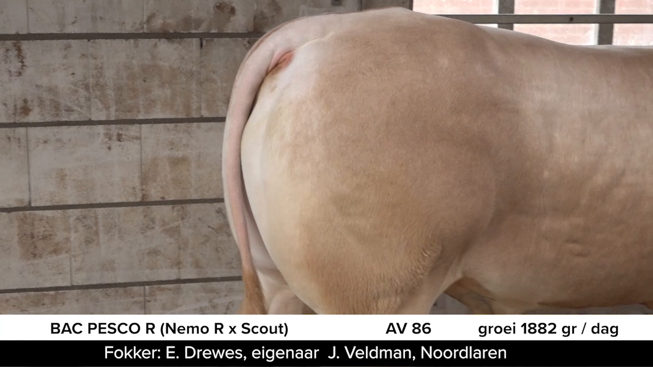 Video BAC-veilingstieren