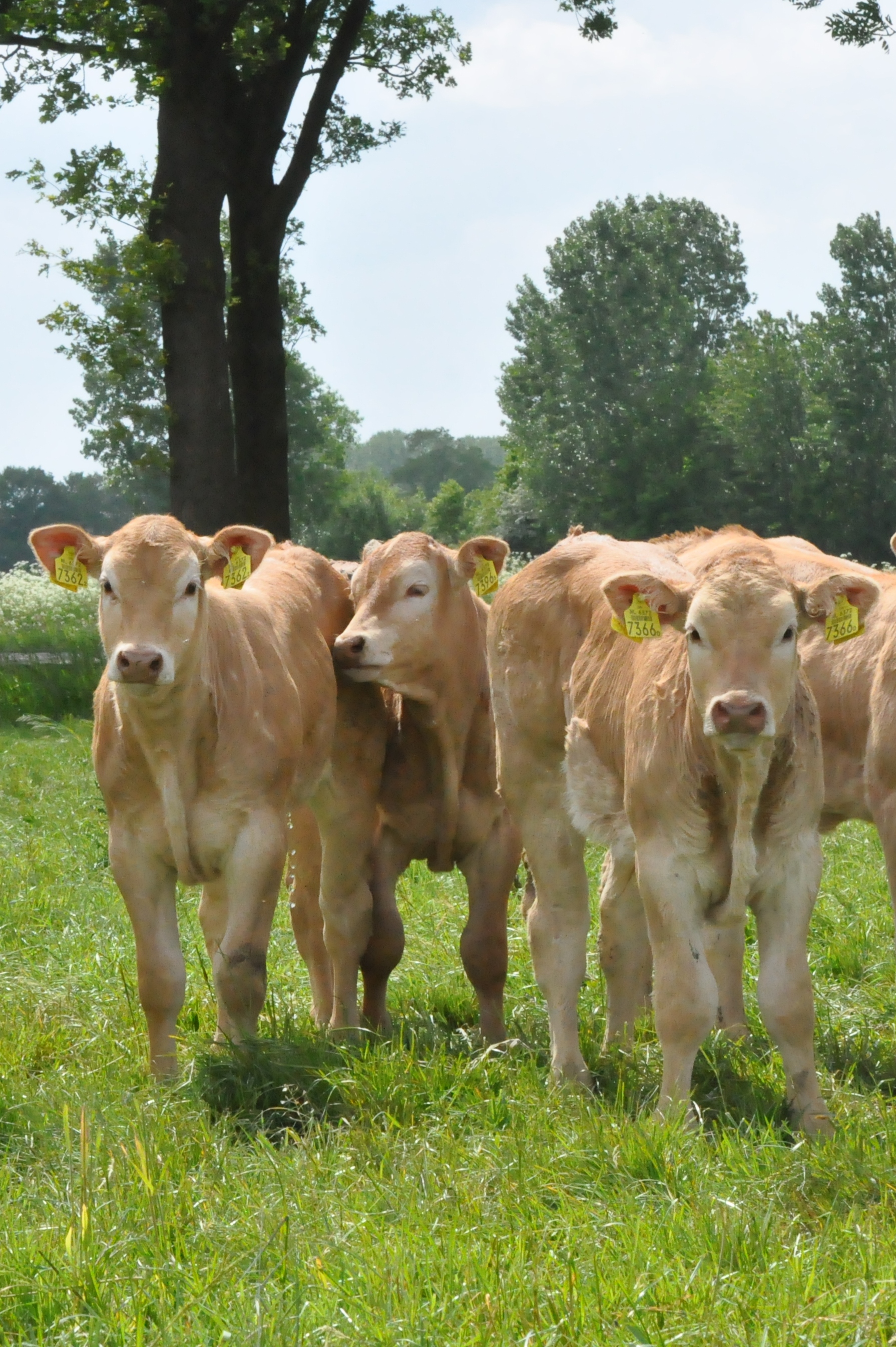 Nieuwe IBOVAL indexen