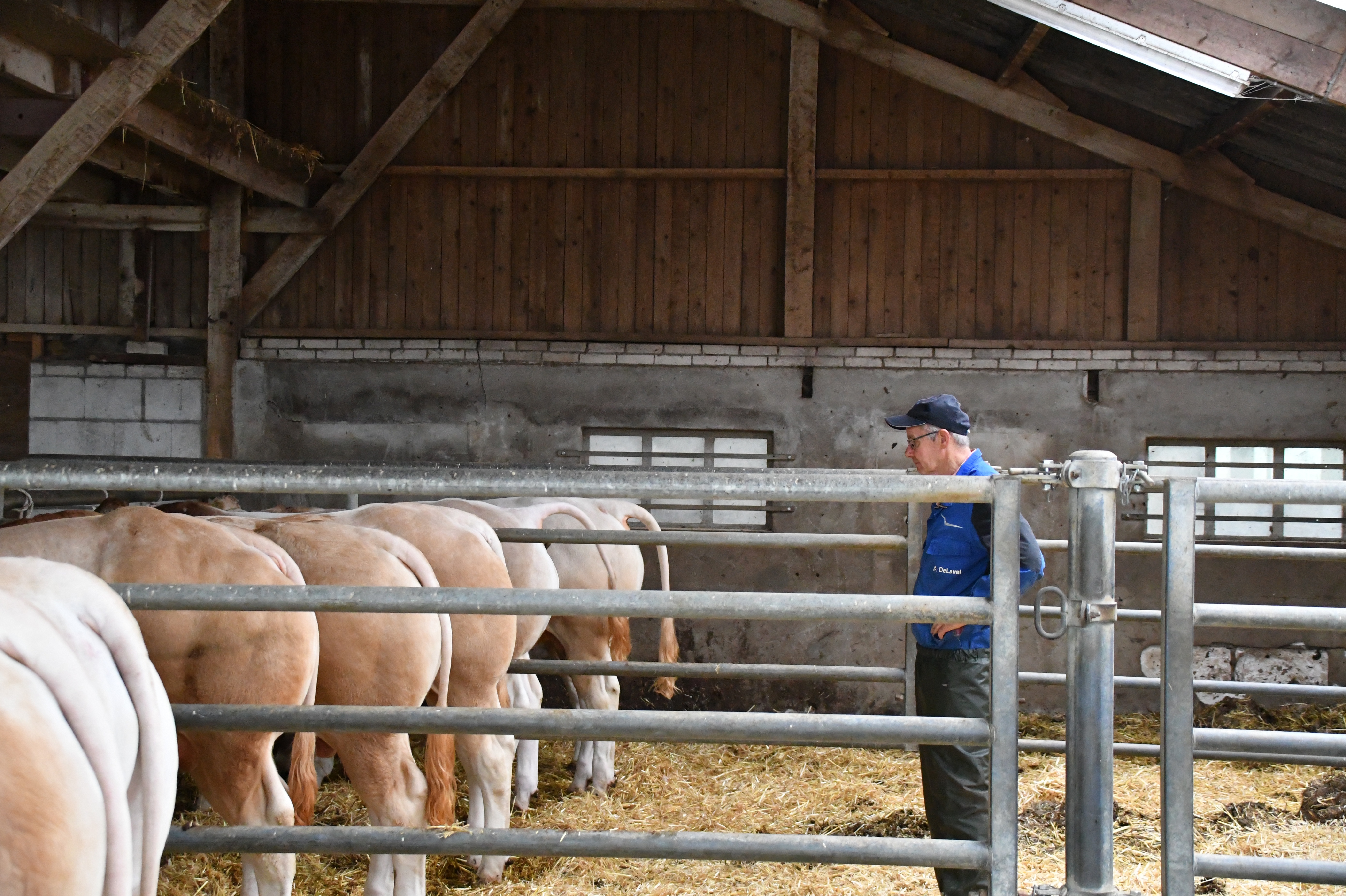 Stierenveiling op nieuwe site COT