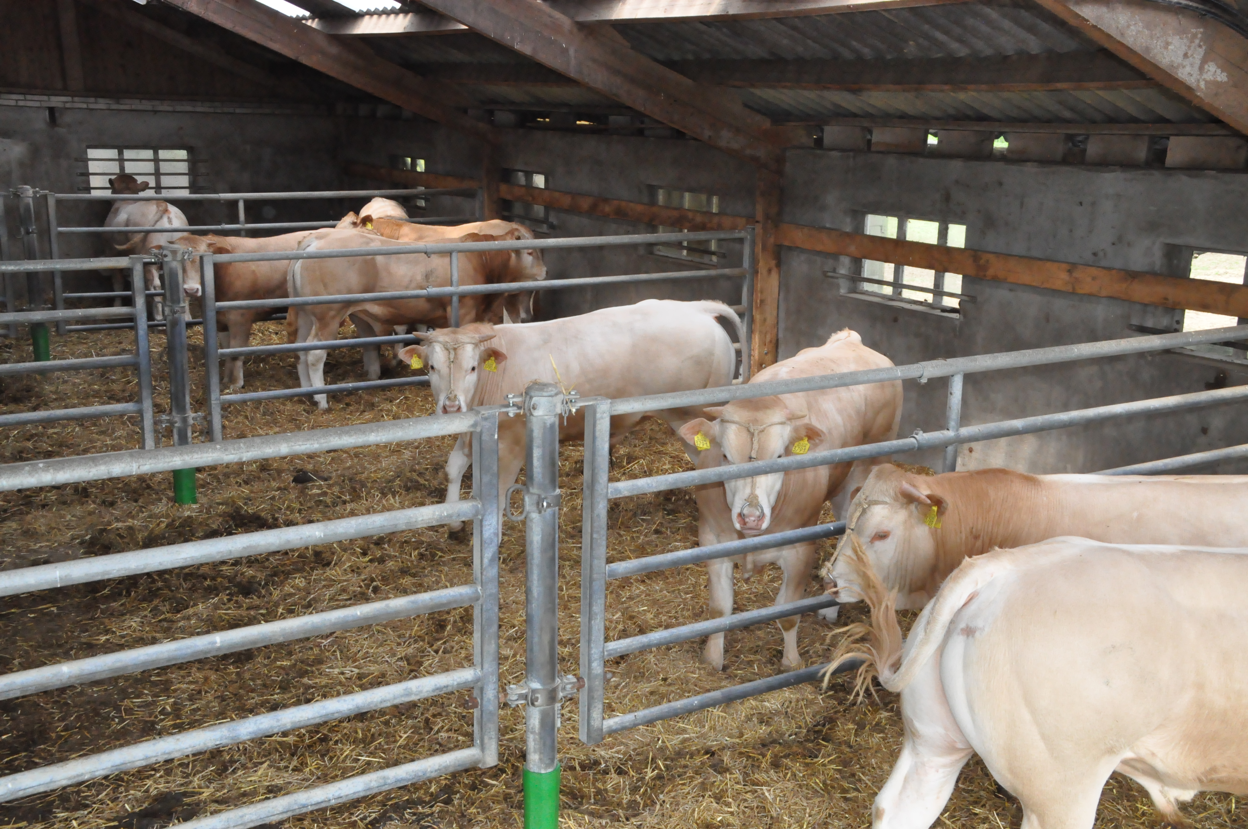 Uitgebreide cijfers BAC-stieren online