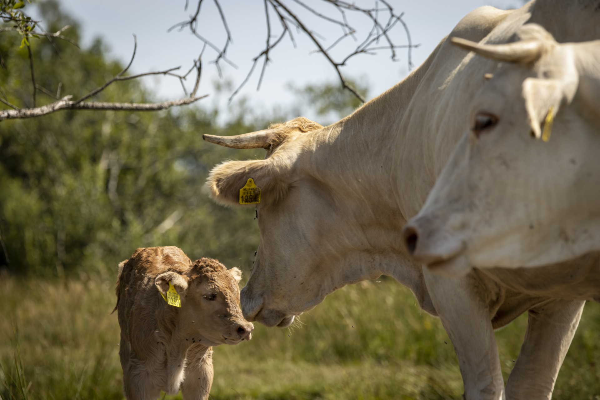 Blondes en paarden op biologisch bedrijf