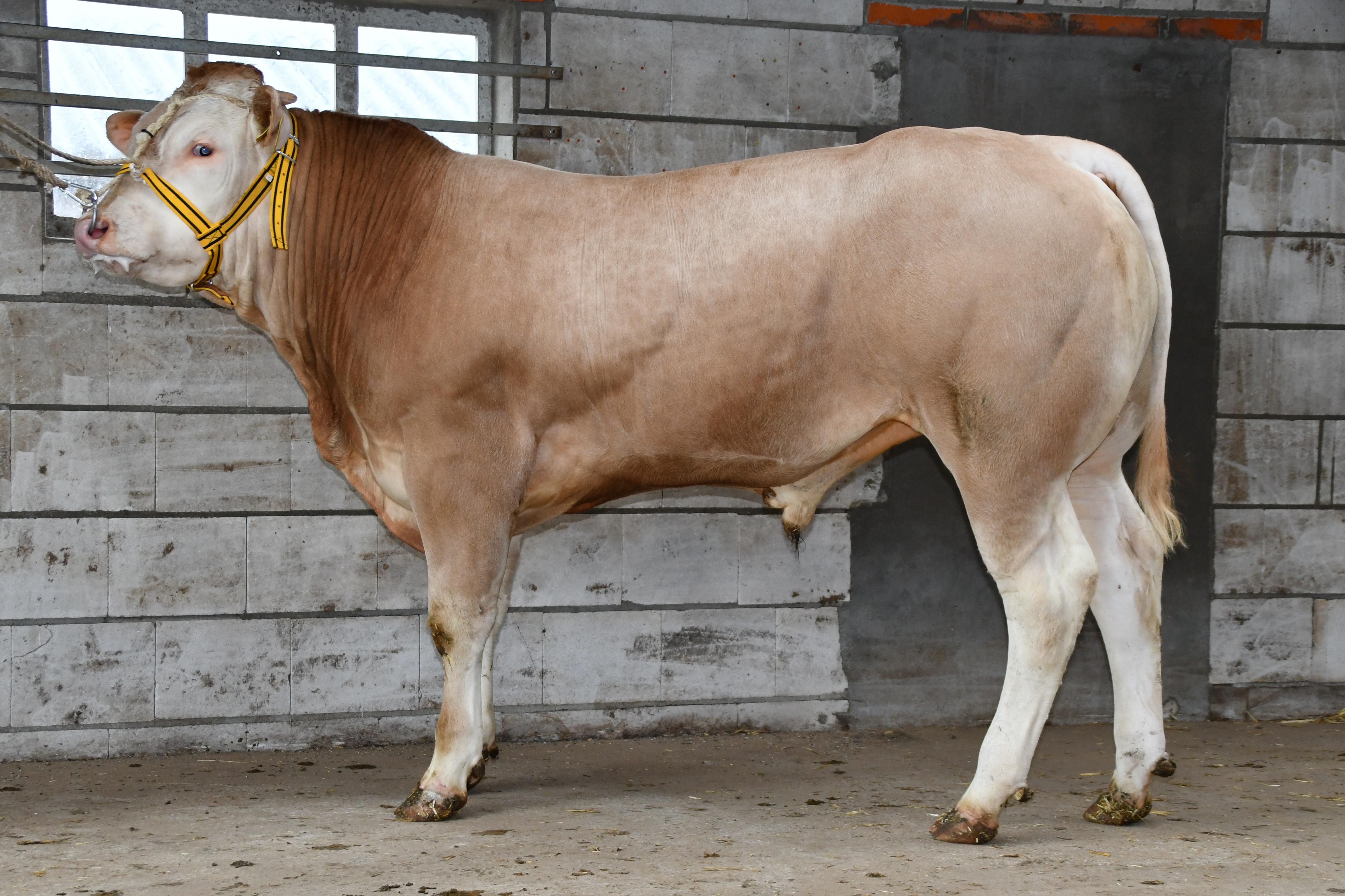 Inloggen voor de COT-veiling  op 26 september om 14.00uur