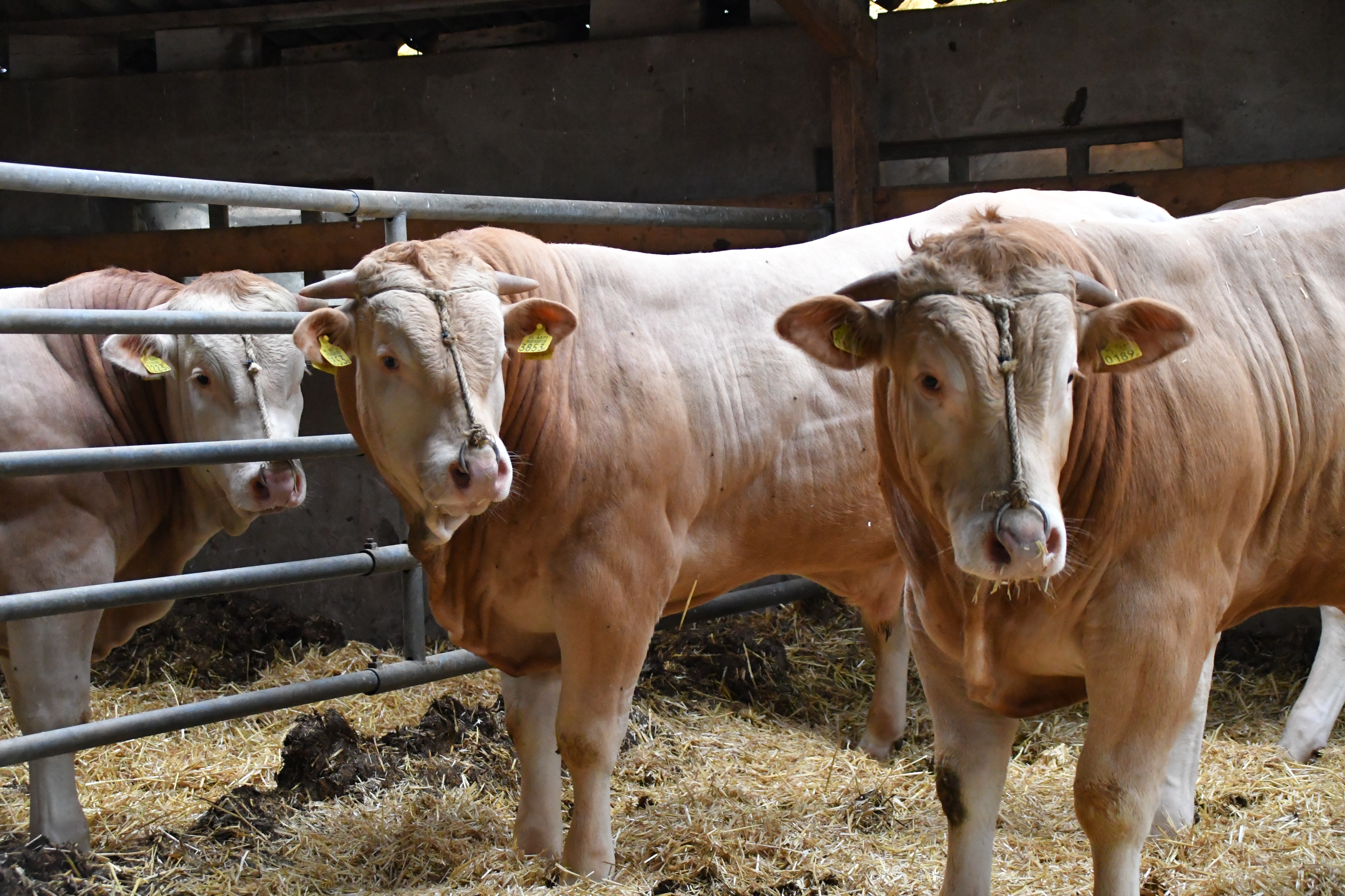 Extra foto's BAC-veilingstieren