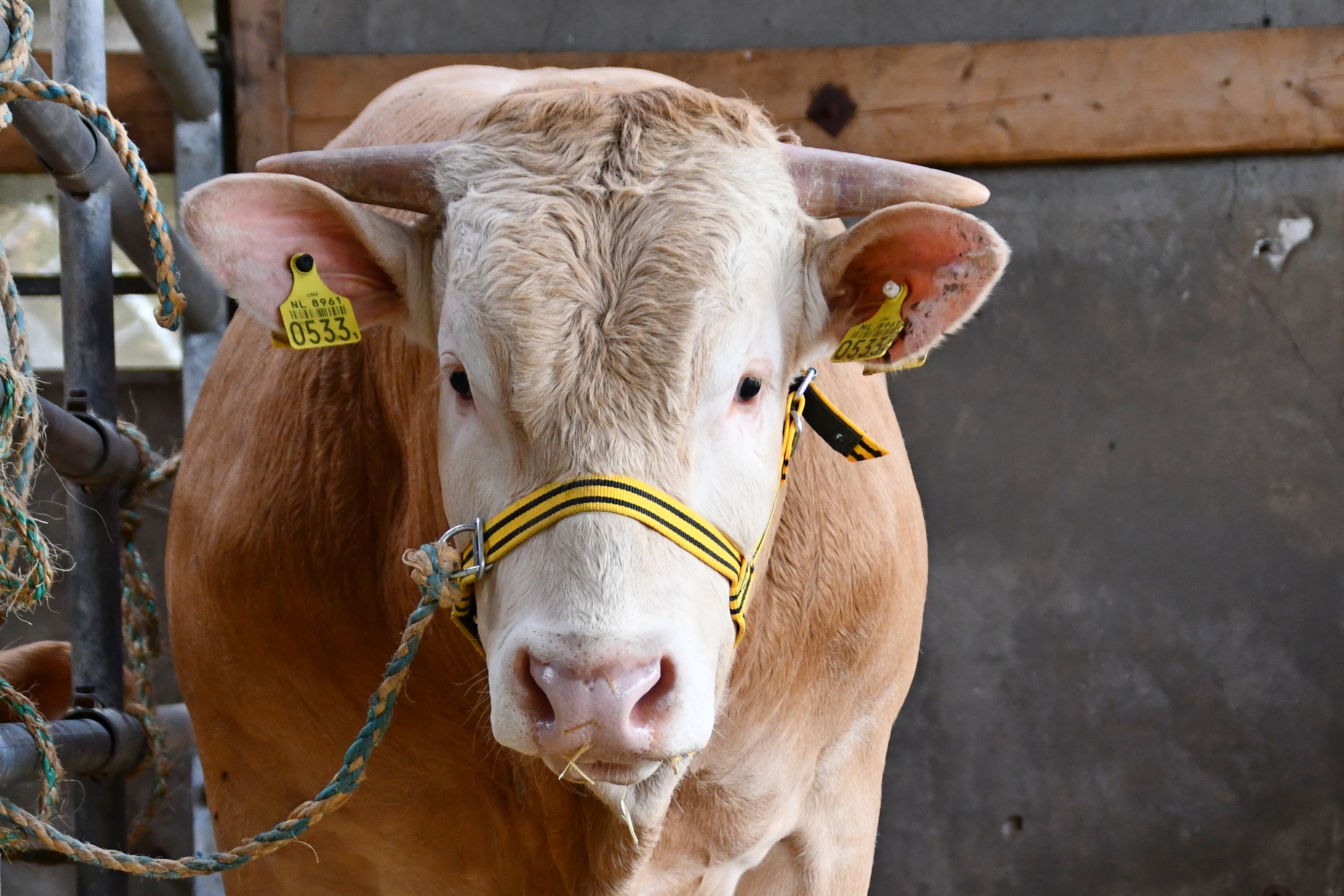Stambomen van de stieren op het COT