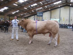 roodheuvel bolero kampioen