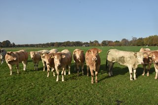 4 pinken Peddemors