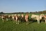 4 pinken Peddemors