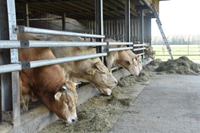 5 stal Peddemors