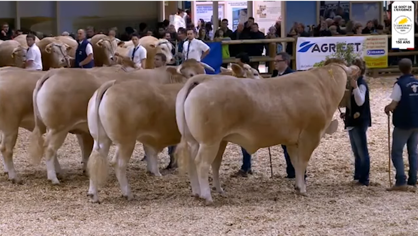 Video Elite keuring SIA Parijs 2020