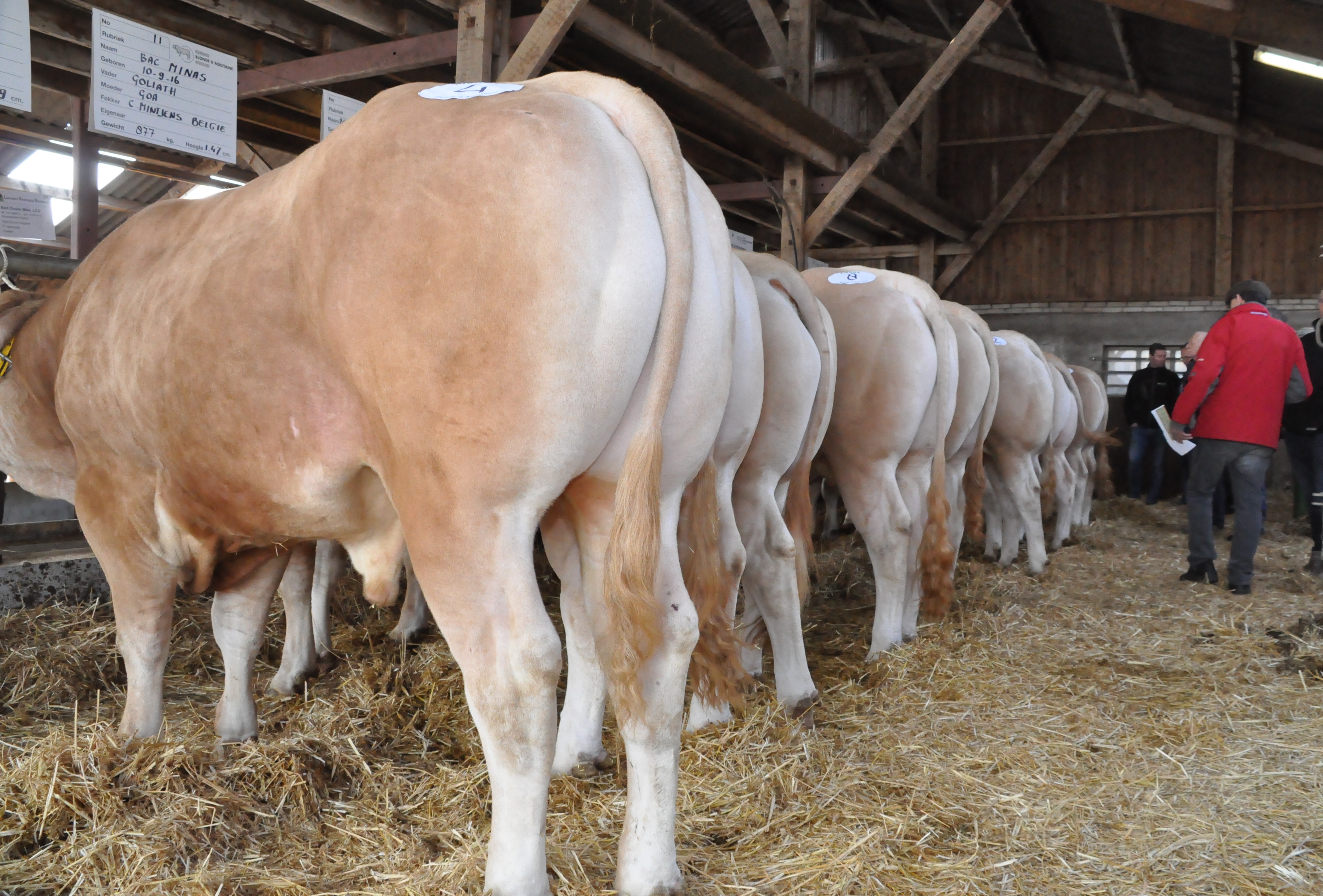 Kijkdagen online BAC-stierenveiling op het COT