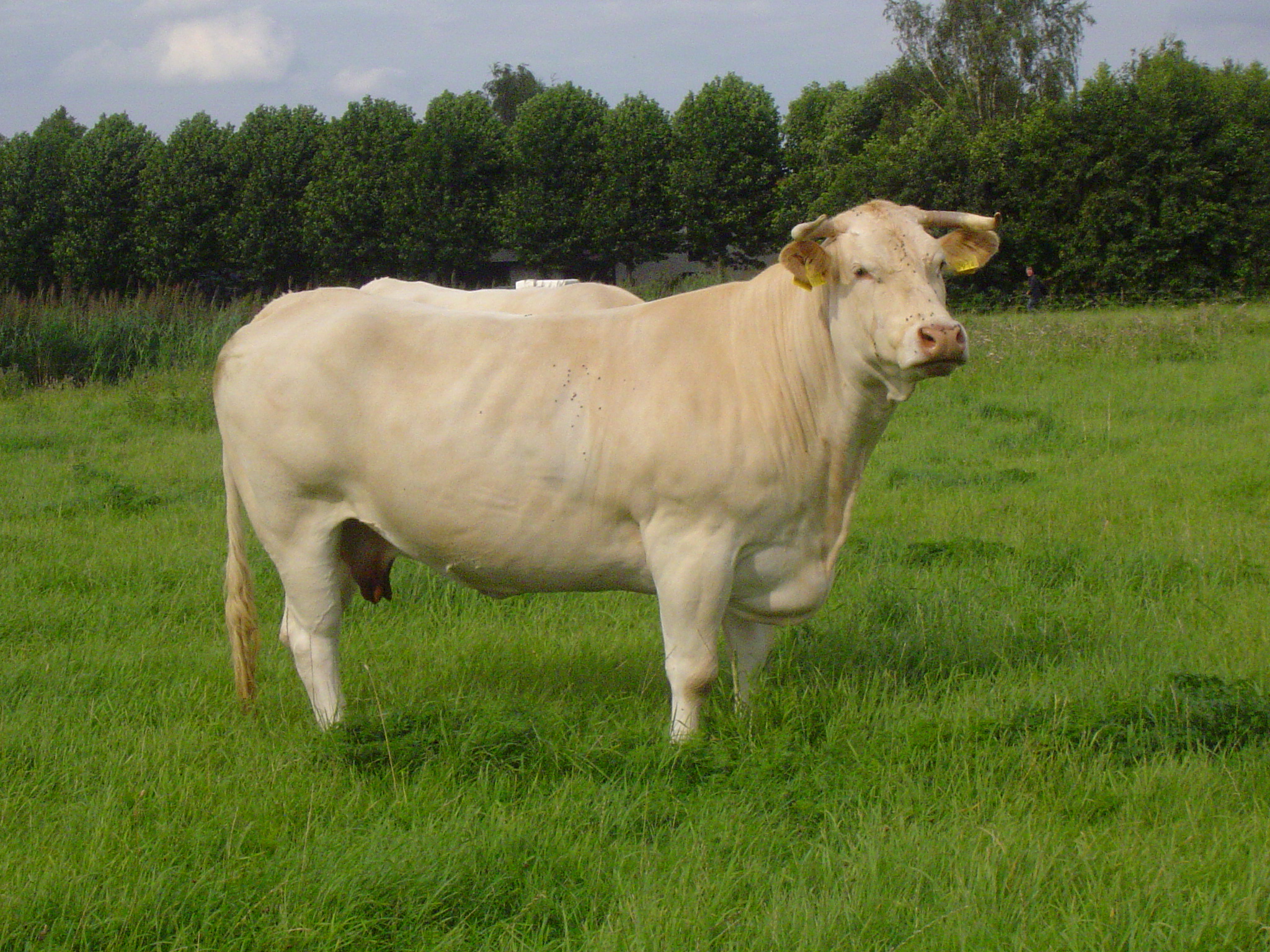 Exterieurscores geven zicht op karkasgewicht