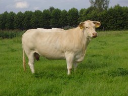 Pleunie 007