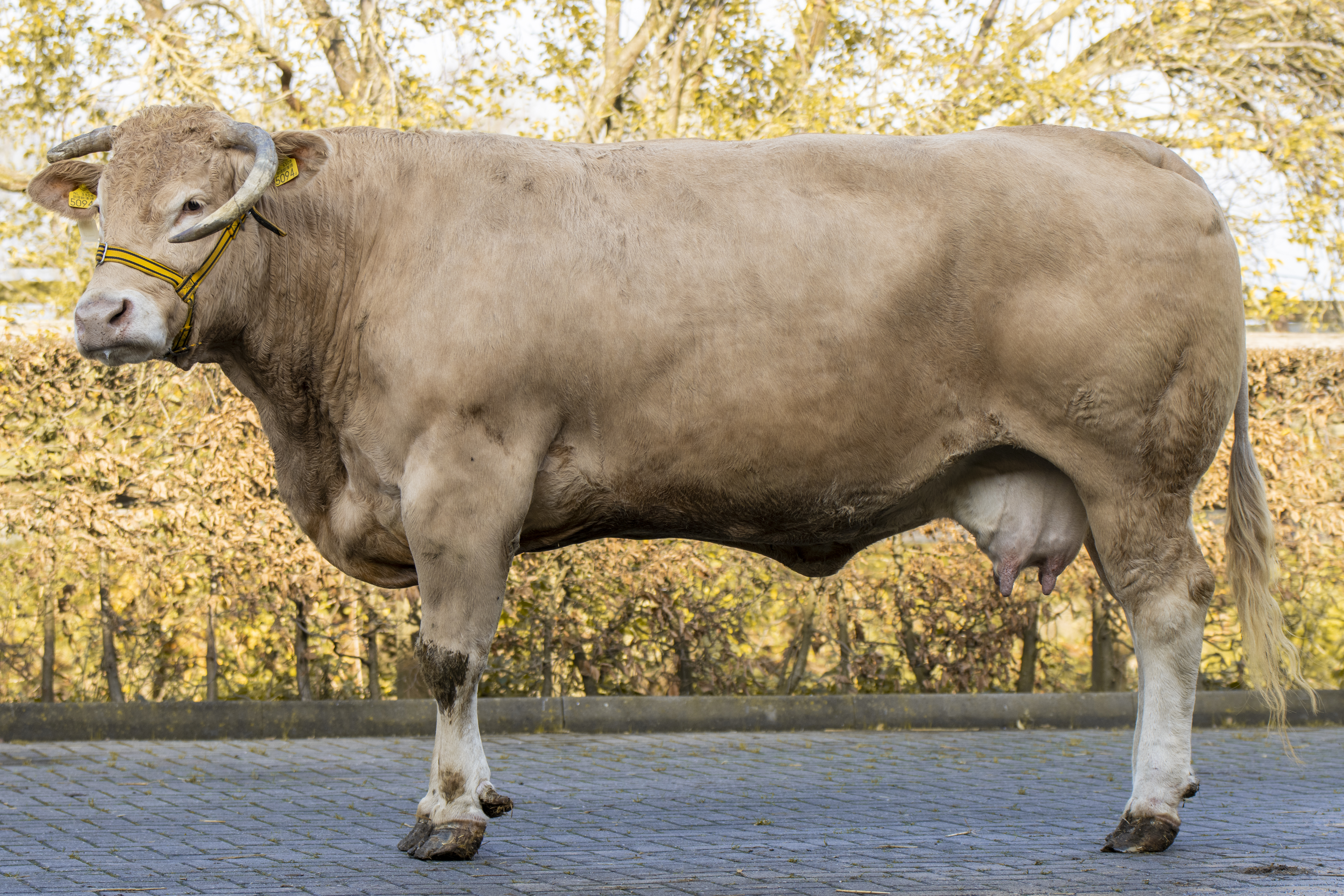 Aurora blijft de aandacht trekken